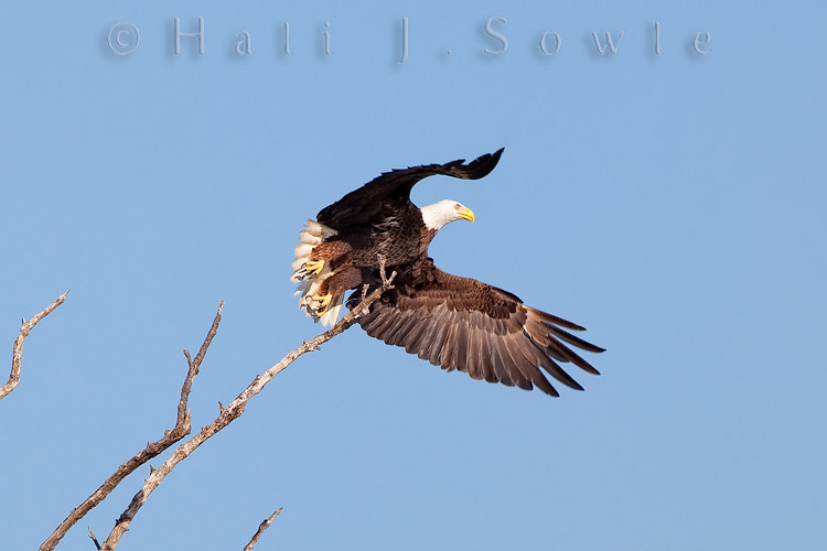 2010_04_02_Florida-10751-Web.jpg - We took a photo tour of the Everglades with Captain Bruce Hitchcock of Everglades Area Tours on our last afternoon in Florida.  One of the things we got to see was a pair of Bald Eagles and a Juvenile just fledging the nest.  I was lucky enough despite a rocking boat to catch this adult as it took off from the branch it was resting on.