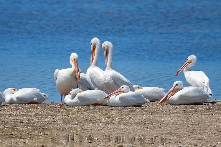 2010_04_03_Florida-10270-Web.jpg - American White Pelicans in Ding Darling NWR.  A group of pelicans is called many things including a brief, pod, pouch, scoop and squadron.