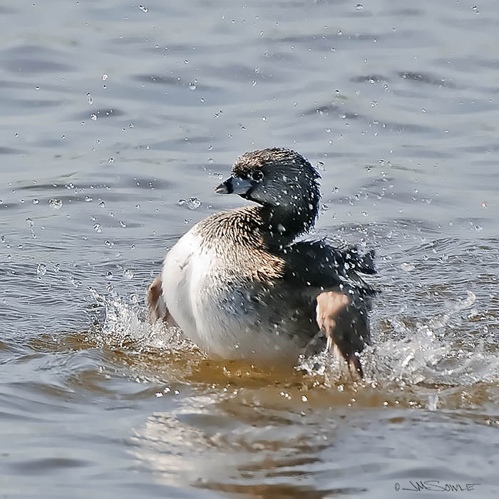 _MIK0149.jpg - A Pied-billed Grebe in the midst of a mating season display.