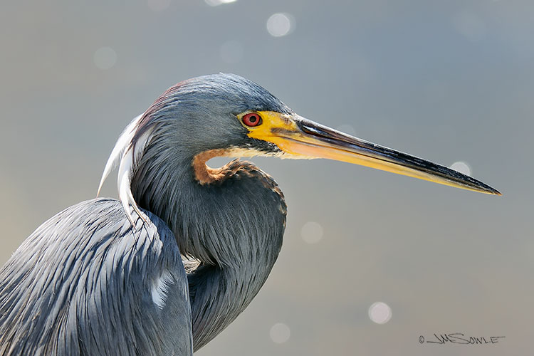 _MIK0221_B.jpg - We started our trip with a visit to Ding Darling NWR.  During our first drive through the park we spotted lots of activity -- including this Tricolored Heron.