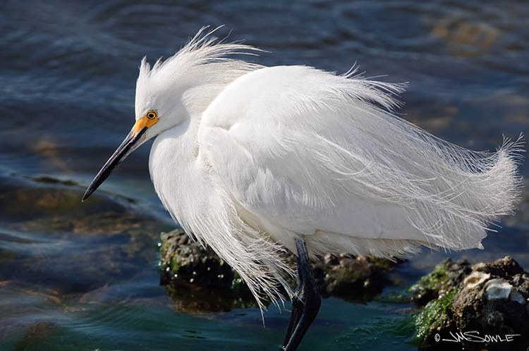 _MIK0373.jpg - A Snowy Egret showing it's breeding plumage while feeding (Ding Darling NWR).