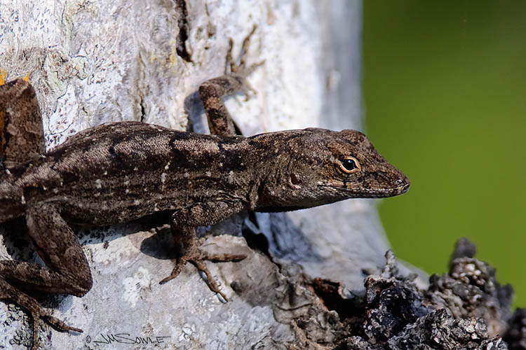 _MIK0679.jpg - This is the same Brown Anole that Hali shot (in the previous image).