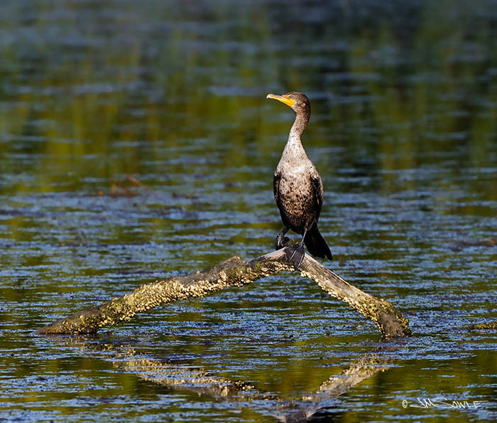 _MIK0783.jpg - A Double-crested Cormorant resting in the late afternoon light at Ding Darling NWR.  The water behind the bird is so still that you can see the reflection of the distant trees and tall grasses.