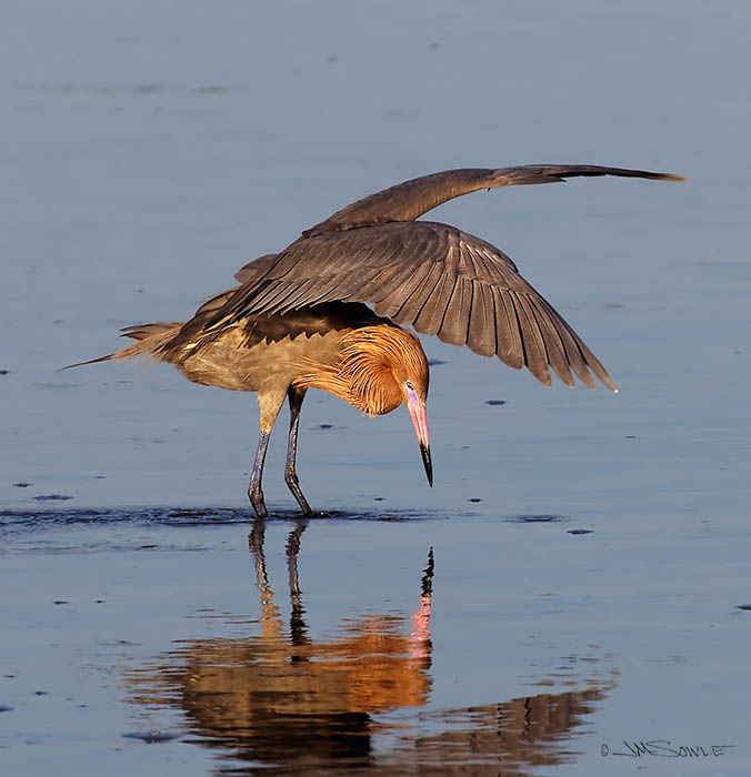 _MIK0948C.jpg - Another image of the delightful Reddish Egret exhibiting the classic canopy hunting style (Ding Darling NWR).