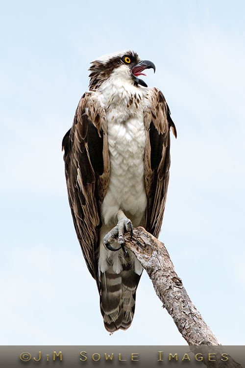 _MIK1655_C.jpg - An Osprey at the Ding Darling National Wildlife Refuge.