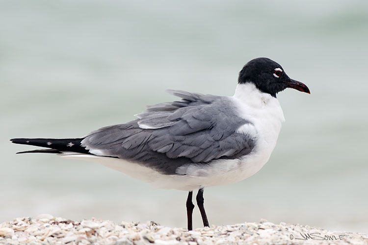 _MIK1816.jpg - Just a seagull, but there is always something a little more elegant about the Laughing Gull.  This was shot on the Sanibel causeway during the only cloudy afternoon of the trip.