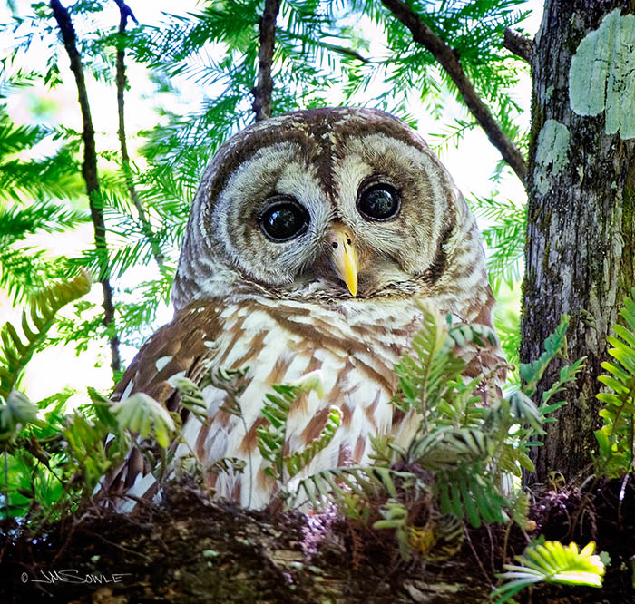 _MIK2319A.jpg - This Barred Owl was eating a rat while perched about 40 feet up a tree.  Corkscrew Swamp Audubon Sanctuary, Naples.