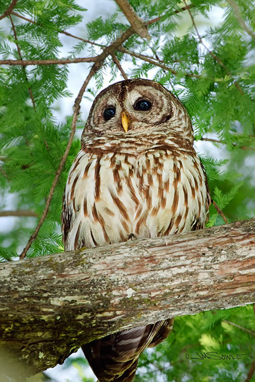 _MIK2519.jpg - Just another shot of the Barred Owl.