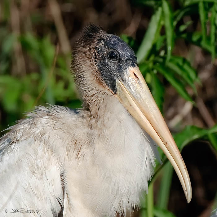 _MIK2771.jpg - This Wood Stork is just a close-up of the center bird from Hali's image.