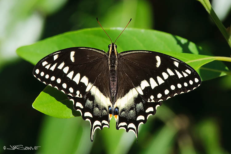 _MIK2882.jpg - A Black Swallowtail Butterfly in the Fakahatchee Strand State Preserve.