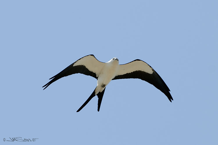 _MIK2931.jpg - Swallow-tailed Kite. Fakahatchee Strand State Preserve.