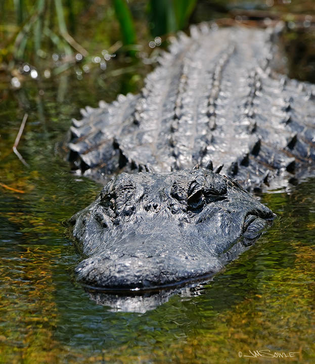 _MIK2969.jpg - This otherwise healthy Alligator is missing it's right eye.