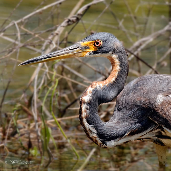 _MIK3016_B.jpg - Another shot from the Fakahatche Strand Preserve, this is a Tricolored Heron wading through a shallow section of river in search of food.
