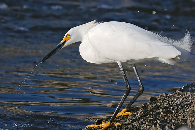 _MIK3380.jpg - This Snowy Egret had just shot it's head forward to snag something from the water.  Their spring-like necks are so adept at that motion!  You can see the water trailing from the beak as the head returns to it's resting position.