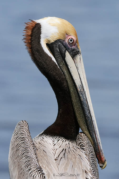 _MIK3947.jpg - A juvenile Brown Pelican sitting on the dock of the bay.  I'm not certain, but I think it was watching the tide roll away. Chokoloskee Bay in the Everglades.