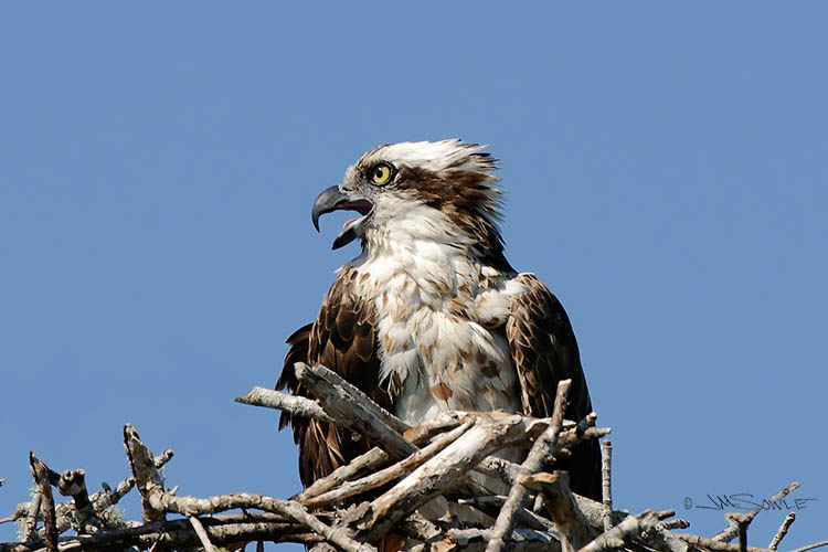 _MIK4037.jpg - An Osprey in it's nest.  Captain Bruce did a great job of getting us close to wildlife!
