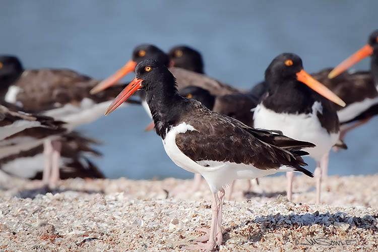 _MIK4184.jpg - More American Oystercatchers on the beach.