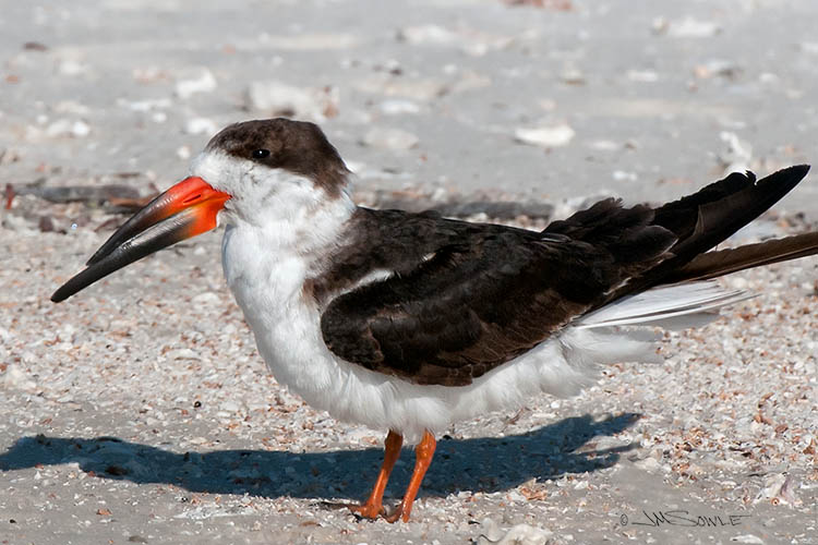 _MIK4268.jpg - A Black Skimmer on the beach.