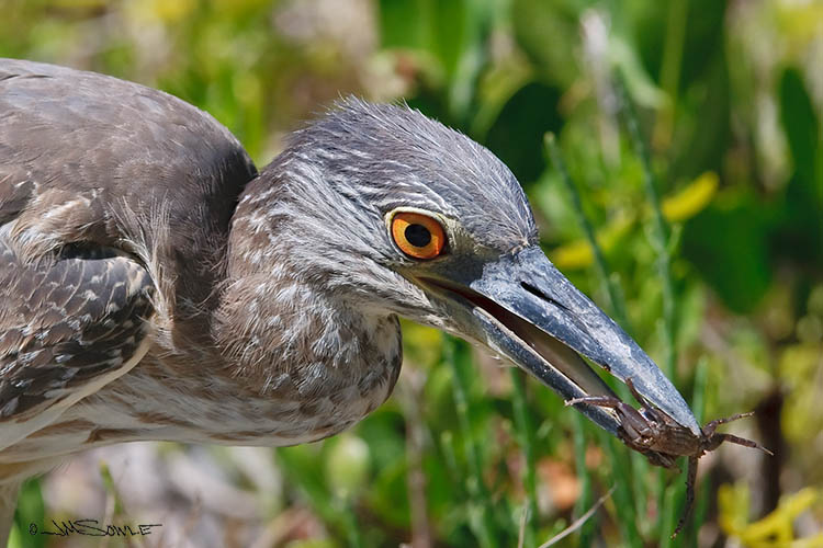 _MIK4972.jpg - A juvenile Yellow-crowned Night-Heron that we watched feeding for at least an hour.  They stalk their prey by moving very slowly.  This one was exhibiting a fascinating body sway: their body sways to mimic surrounding vegetation, but their beak remains perfectly still.