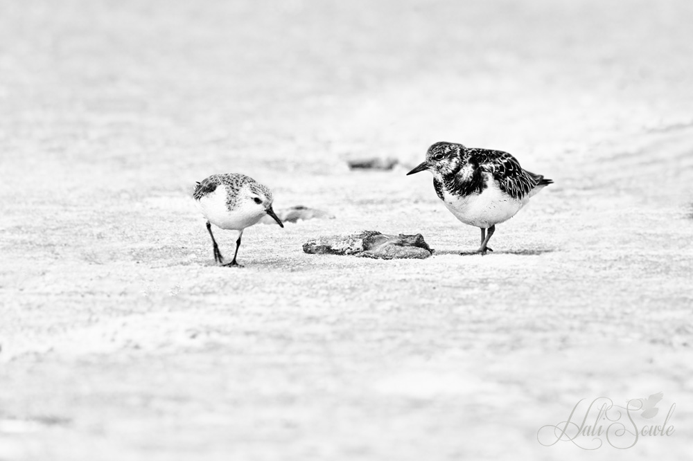 2015_02_Florida-10053-Edit1000_BW.jpg - A Ruddy Turnstone and a Western Sandpiper (both in non-breeding plumage) deciding if the dead thing is edible.