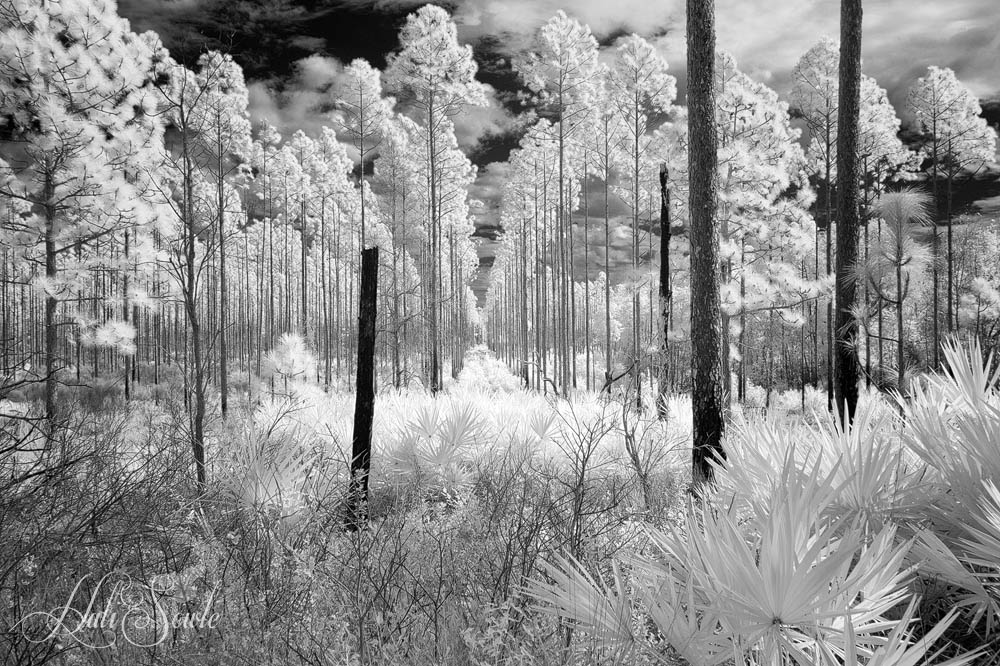 2015_02_Florida-10323-Edit1000.jpg - Slash pine trees (I think) in neat rows, at Favre-Dykes State Park.