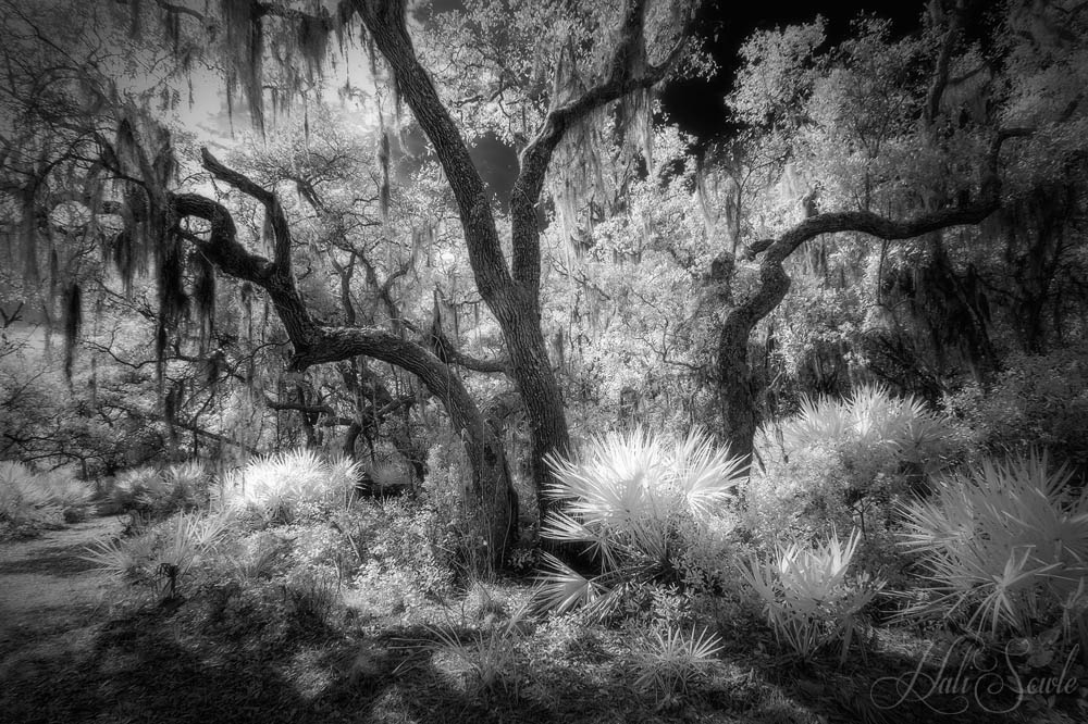 2015_02_Florida-10332-Edit1000.jpg - Spanish moss growing on a tree, Favre-Dykes State Park, Florida.  In IR