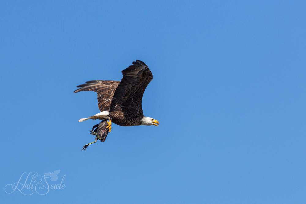 2015_02_Florida-10651-Edit1000.jpg - Bald Eagle 1 - Coot 0.  A Bald Eagle flying back to its nest with a meal.