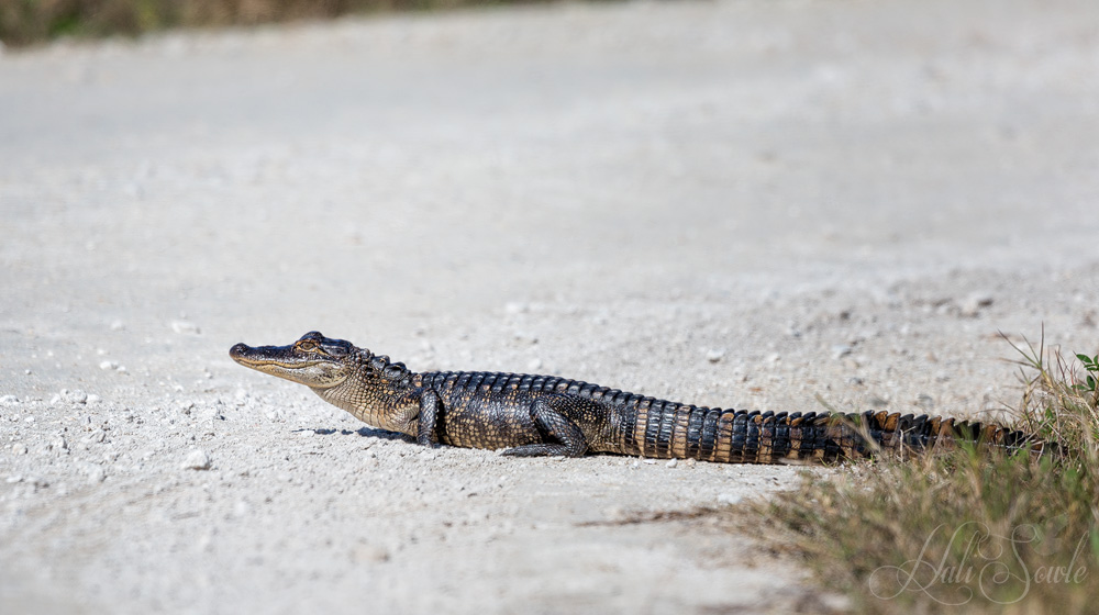 2015_02_Florida-10805-Edit1000.jpg - Young Gator crossing the road.  Merritt Island National Wildlife Refuge.