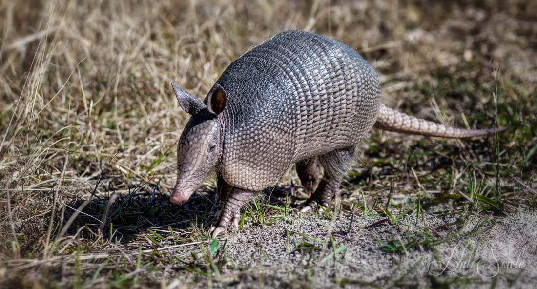2015_02_Florida-11014-Edit1000-2.jpg - Armadillo  I guess it is unusual to see these creatures alive along the side of the road, we saw at least 3 scratching for bugs in the sandy dirt close to the roadway.