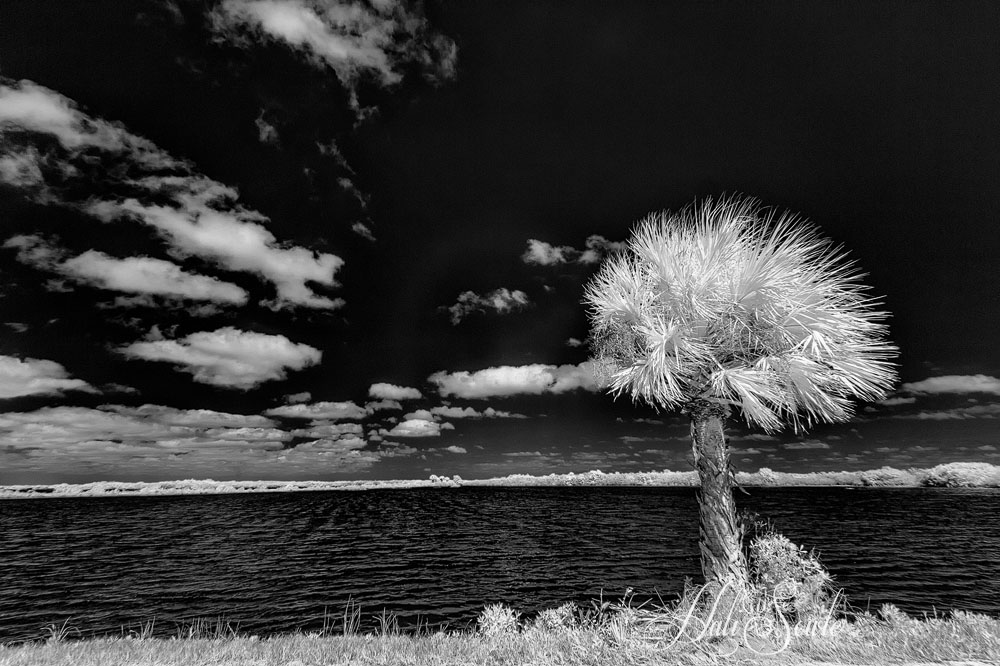 2015_02_Florida-11321-Edit1000.jpg - Palm Tree, Merrit Island NWR
