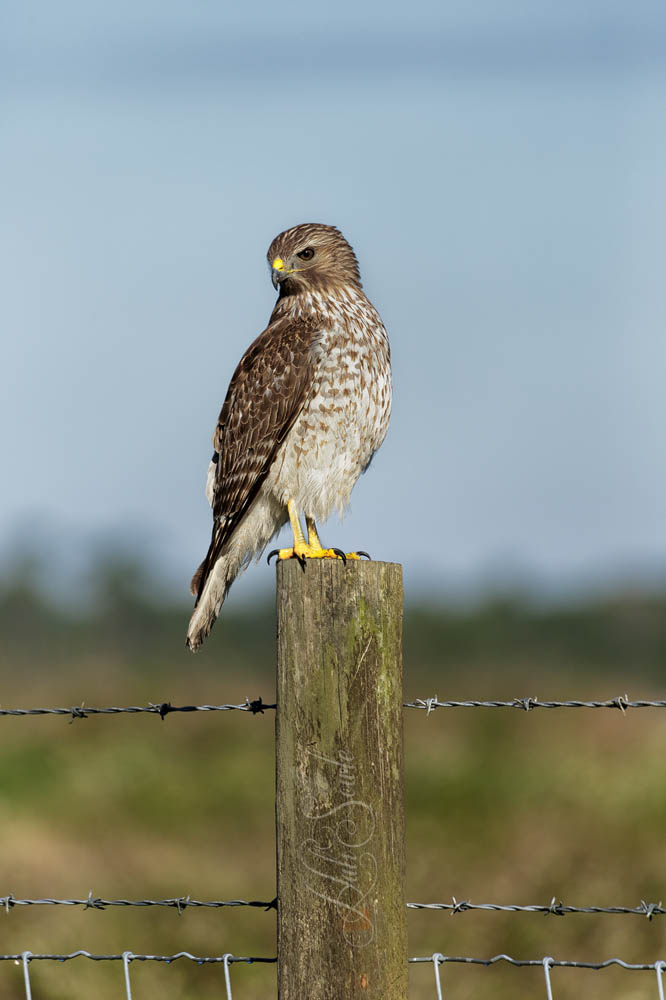 2015_02_Florida-11439-Edit1000-2.jpg - Red Shouldered Hawk looking at the gaggle of photographers that were chasing him around the wetlands.  Viera Wetlands Wildlife refuge.