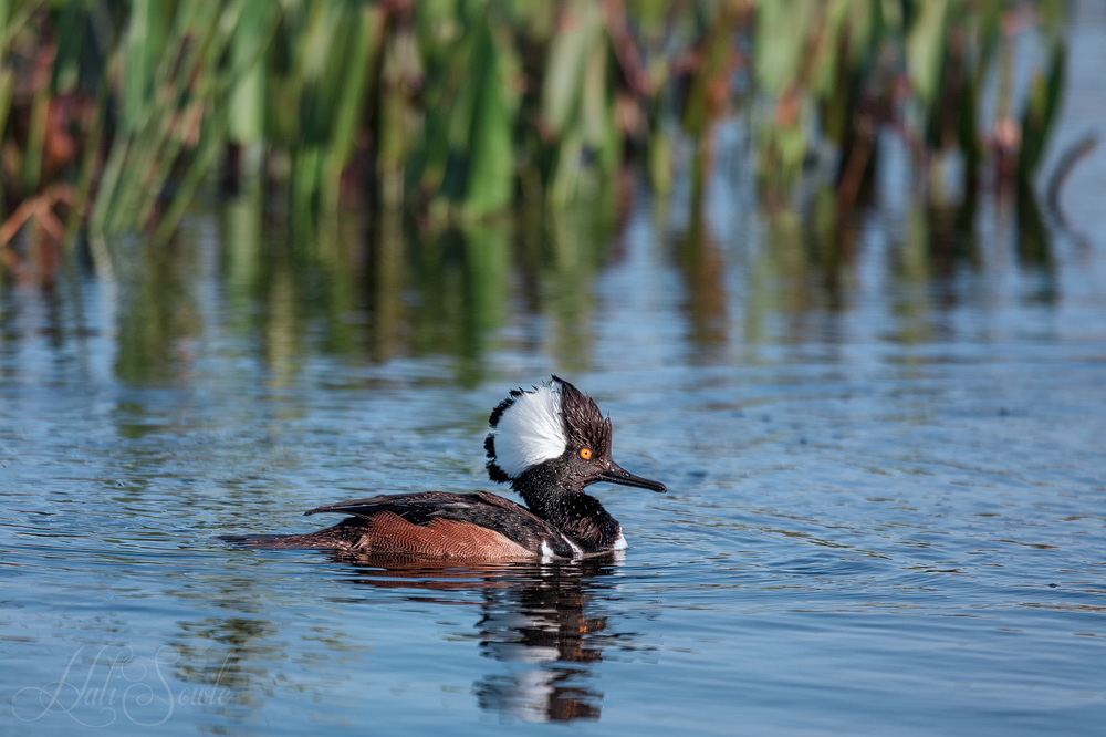 2015_02_Florida-12046-Edit1000-3.jpg - Hooded Merganser, Viera Wetlands.