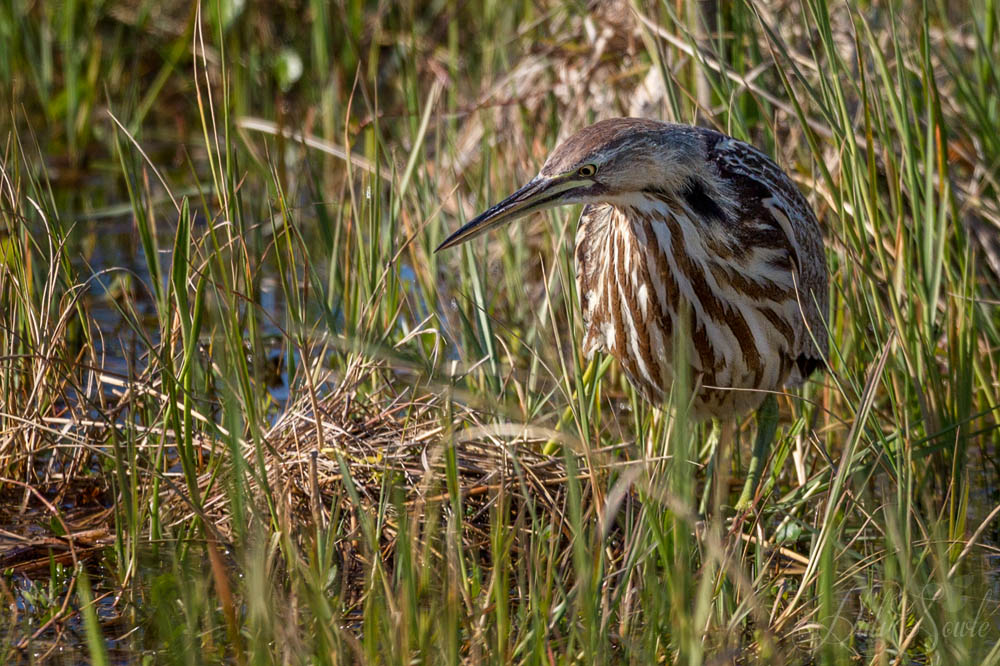 2015_02_Florida-12503-Edit1000-2.jpg - American Bittern, Viera Wetlands.  These stealthy hunters were very hard to spot in the tall grass along side the retention ponds.