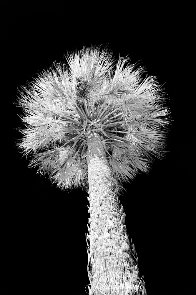 2015_02_Florida-12870-Edit1000.jpg - Its  a giant Q-tip!  No, it's a royal palm against a cloudless blue sky, in IR.