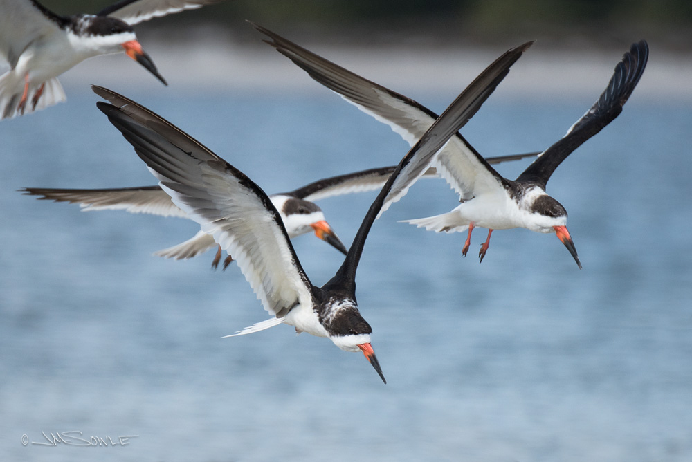 _JMS0020.jpg - Black Skimmers in flight at the Matanzas River Inlet.  These birds literally skim along the surface of the water with their lower mandible in the water (skimming for small fish and such).