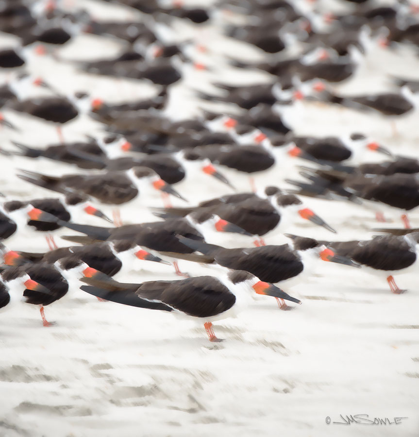 _JMS0374_ART.jpg - An artsy rendering of Black Skimmers on the beach.