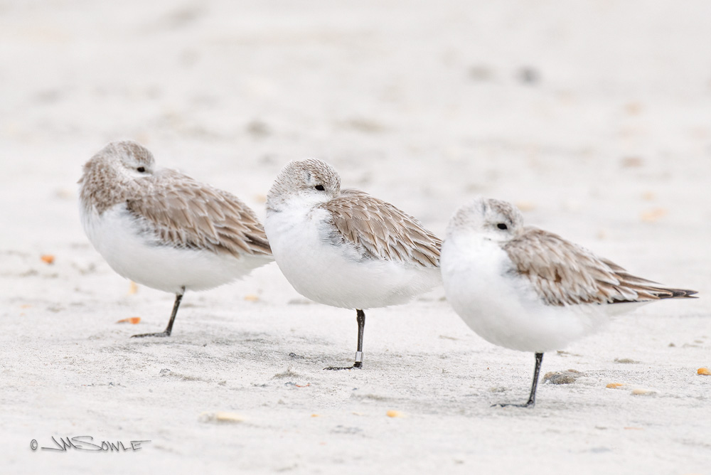 _JMS0554.jpg - Sanderlings hiding from the wind at Matanzas Inlet.  The middle bird is sporting some fancy jewelry.
