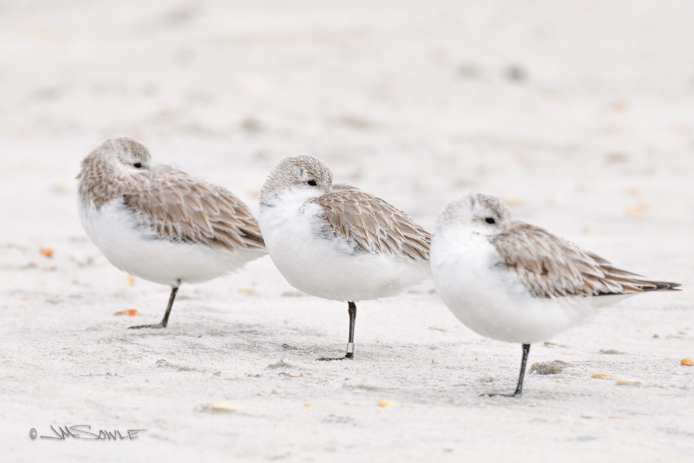 _JMS0554.jpg - Sanderlings hiding from the wind at Matanzas Inlet.  The middle bird is sporting some fancy jewelry.