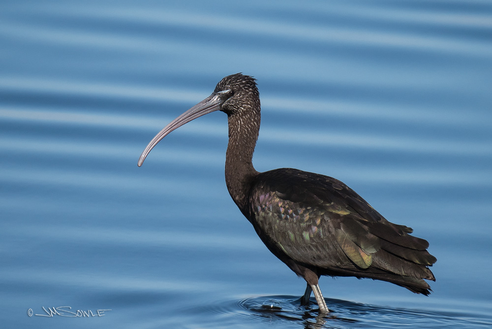 _JMS0630N.jpg - A Glossy Ibis at Merritt Island National Wildlife Refuge.  Although more people are familiar with the White Ibis, the Glossy Ibis is the most widespread of the Ibis species (worldwide).