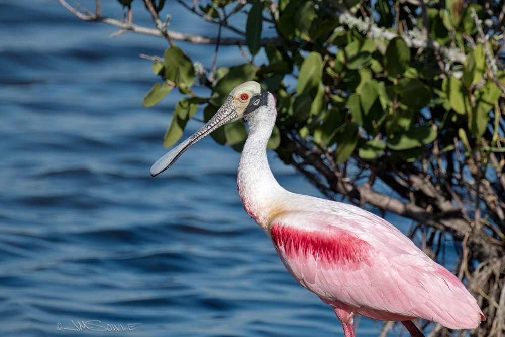 _JMS0828P.jpg - Mike was standing in a different position, and this is his shot of the same Roseate Spoonbill.  These are odd looking, but colorful birds.  They use the rounded (spoon-shaped) bill to sift through mud for crustaceans and such.