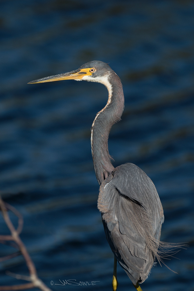 _JMS0930.jpg - Tri-colored Heron at Merritt Island NWR.  These nimble little waders can be fun to watch.  They often run around in the shallow water while hunting for small fish and such.