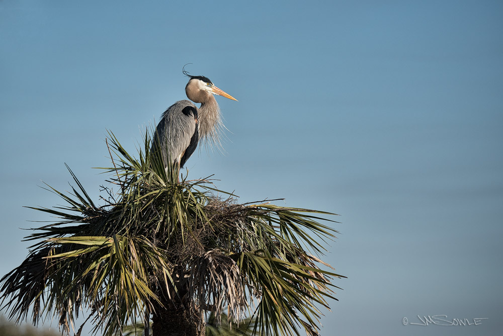 _JMS1056N.jpg - A Great Blue Heron greets the new day from it's tree-top nest.  Viera Wetlands.