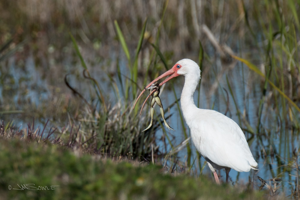 _JMS1271.jpg - A White Ibis with a hankering for frog's legs.  Viera Wetlands.