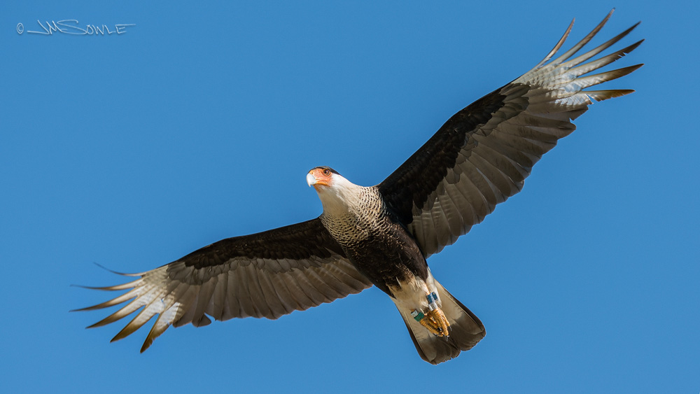 _JMS1374R.jpg - A Crested Caracara in flight can easily be mistaken as a Bald Eagle in the distance.  Once it gets closer, the difference is clear.  This one is well banded.