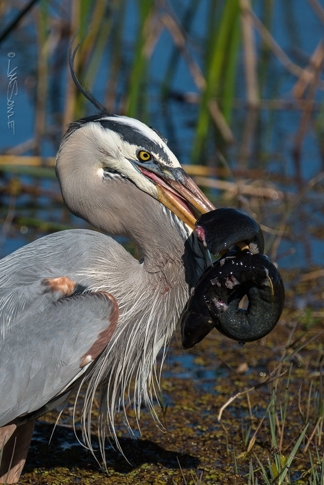_JMS1470.jpg - Great Blue Herons are truly mighty hunters.  They have been known to take down and consume small mammals as well as good sized fish.  This Greater Siren (eel-like thing) put up a really good fight, but we knew what the outcome would be.  We had front-row seats for the whole encounter.  In the end, the Siren went down in one big gulp.