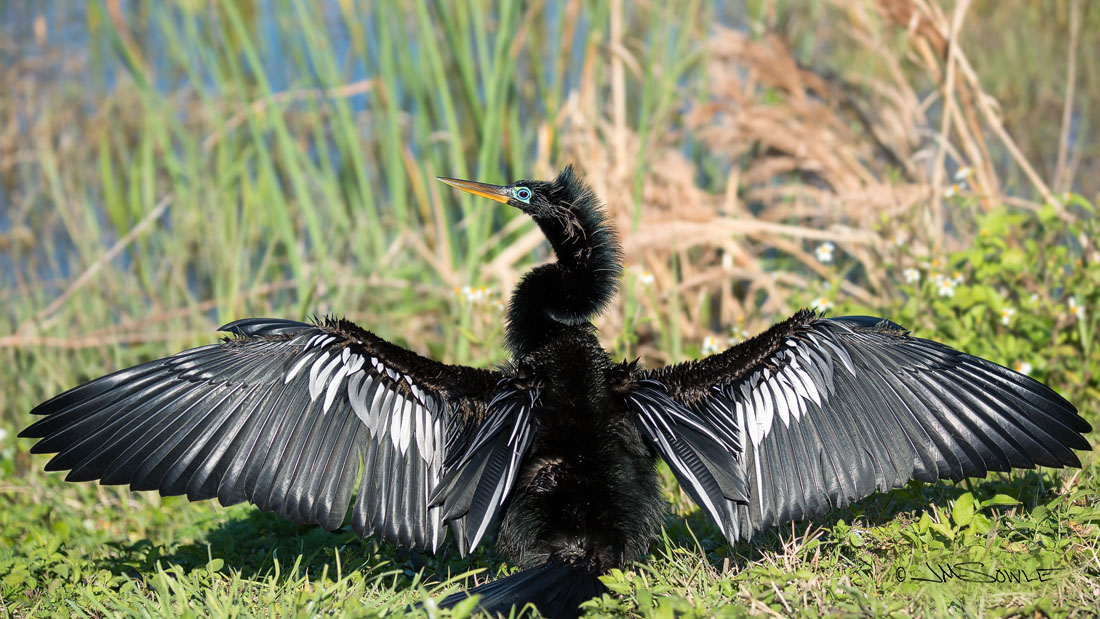 _JMS1566.jpg - A male Anhinga with it's mating face on as it dries in the sun.  From Wikipedia: "The word anhinga comes from the Brazilian Tupi language and means devil bird or snake bird."