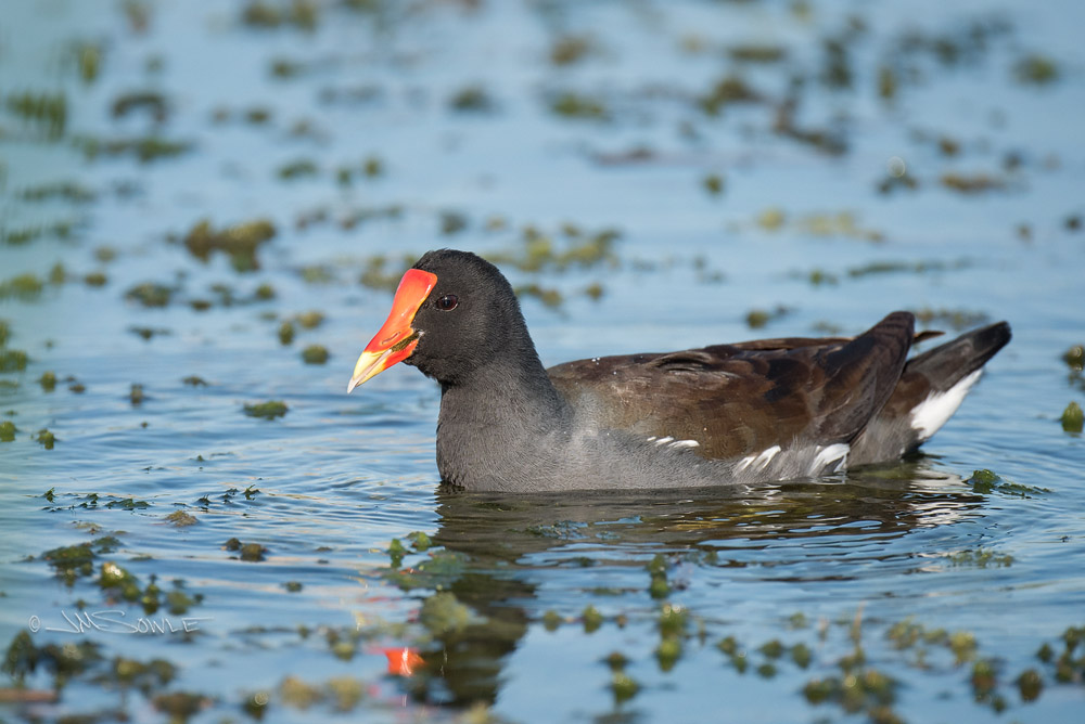 _JMS1679.jpg - This Common Moorhen is enjoying a lunch of seaweed salad.  This particular sloppy eater is eating with it's tongue out.  The Common Moorhen is also known as "swamp chicken" or "common waterhen".