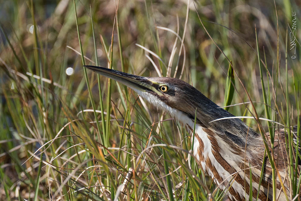 _JMS2201R.jpg - In this shot you can really see how the coloration of the American Bittern helps it to blend into the tall grass.