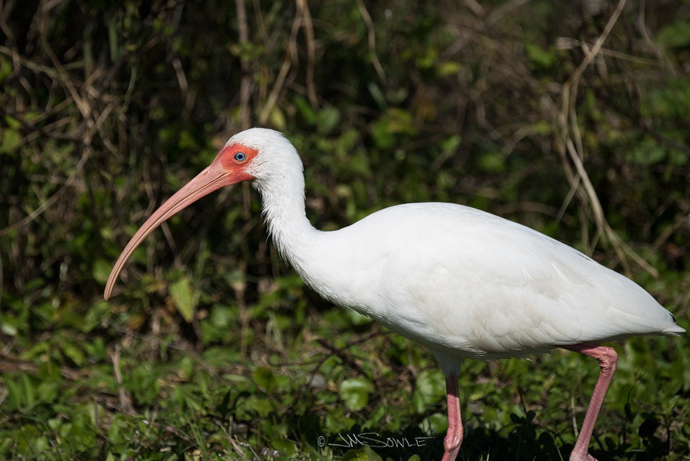 _JMS2224.jpg - A White Ibis in search of food (maybe it's looking for a nice frog).