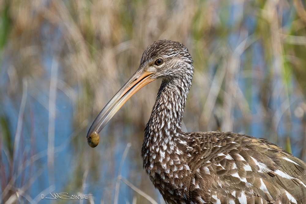 _JMS2329.jpg - This Limpkin found a small bed of snails and was going to town on them.